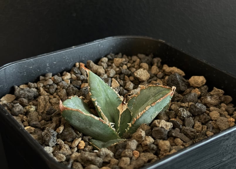 アガベ チタノタ 流星 titanota agave アガベ・チタノタ 繁星（芽）-007｜agave titanota star‐studded