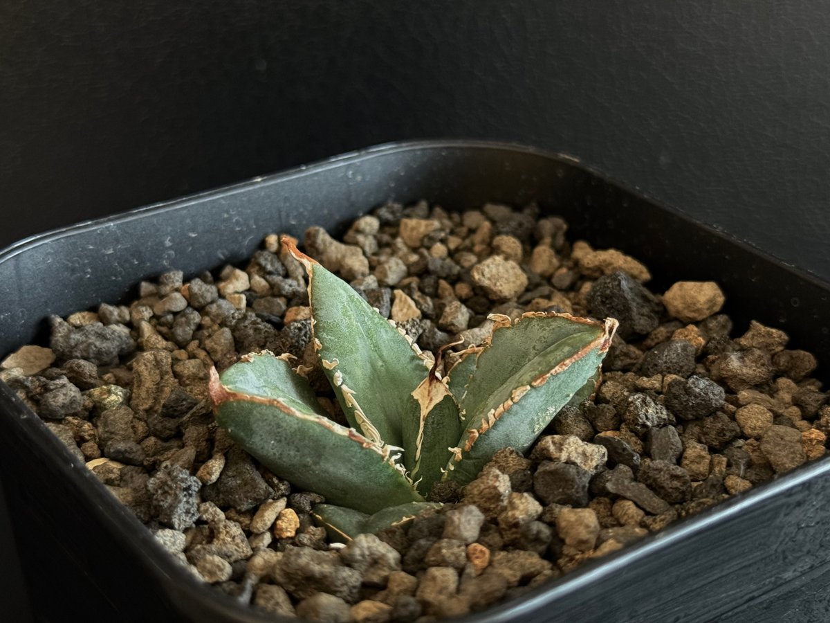 アガベ チタノタ　No.007 子株 アガベ チタノタ No.007 子株 アガベ チタノタ No.007 子株