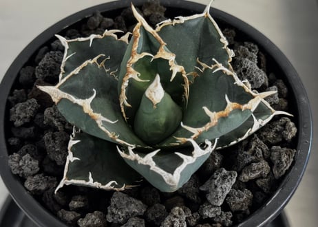 ◆厳選◆アガベ・チタノタ 狼人（小株）-040｜agave titanota were wolf