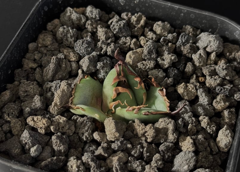 Yan Agave Nursery産　虎鯨　ブラックドラゴン　シャチ　アガベ Yan Agave Nursery産 虎鯨 ブラックドラゴン シャチ アガベ
