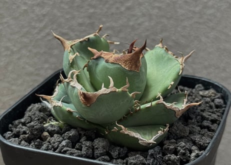 CATEGORY Titanota wizard｜白巫/白妖 | Plus_Plants STORE