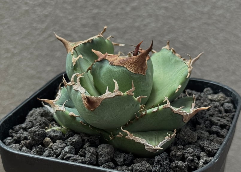 アガベ チタノタ　No.004 子株 アガベ・チタノタ 白巫-004｜agave Titanota Wizard | Plus_Pl