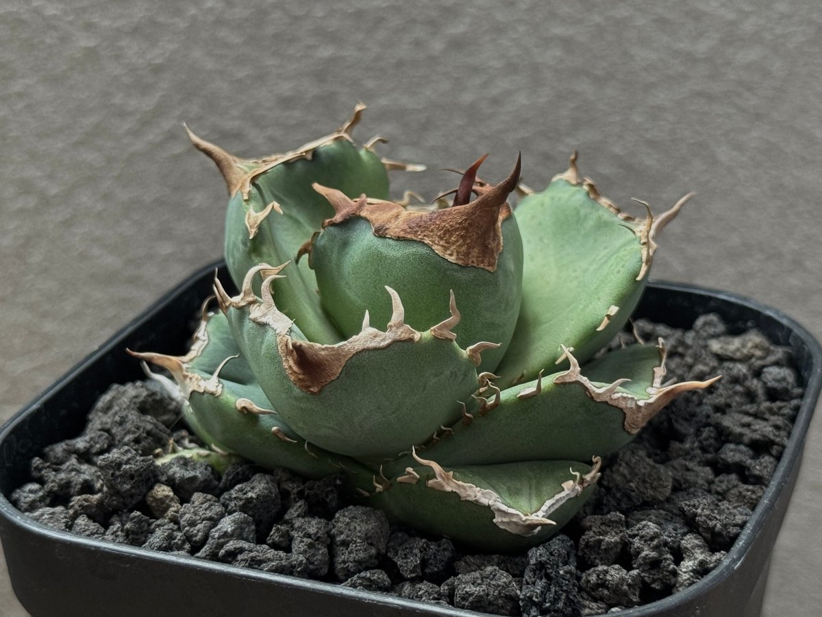 アガベ アリゾニカ 太葉 子株 アガベ アリゾニカ 良株 太葉 短葉 Agave arizonica - メルカリ