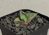 アガベ・チタノタ 阿修羅-004｜Agave titanota ashura | Plus_P