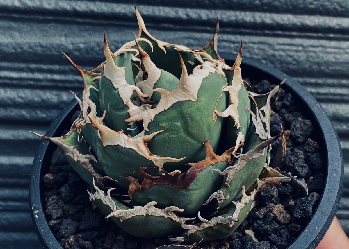 Agave Titanota 狂戦士 中株　VALIEM 鉢　植栽