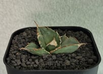 アガベ・チタノタ ビースト-001（芽）｜agave titanota beast