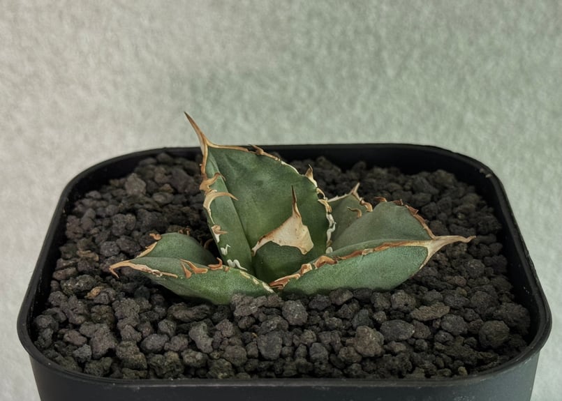 アガベ・チタノタ 中国大白鯊（芽）-003｜agave titanota | Plus_Pla