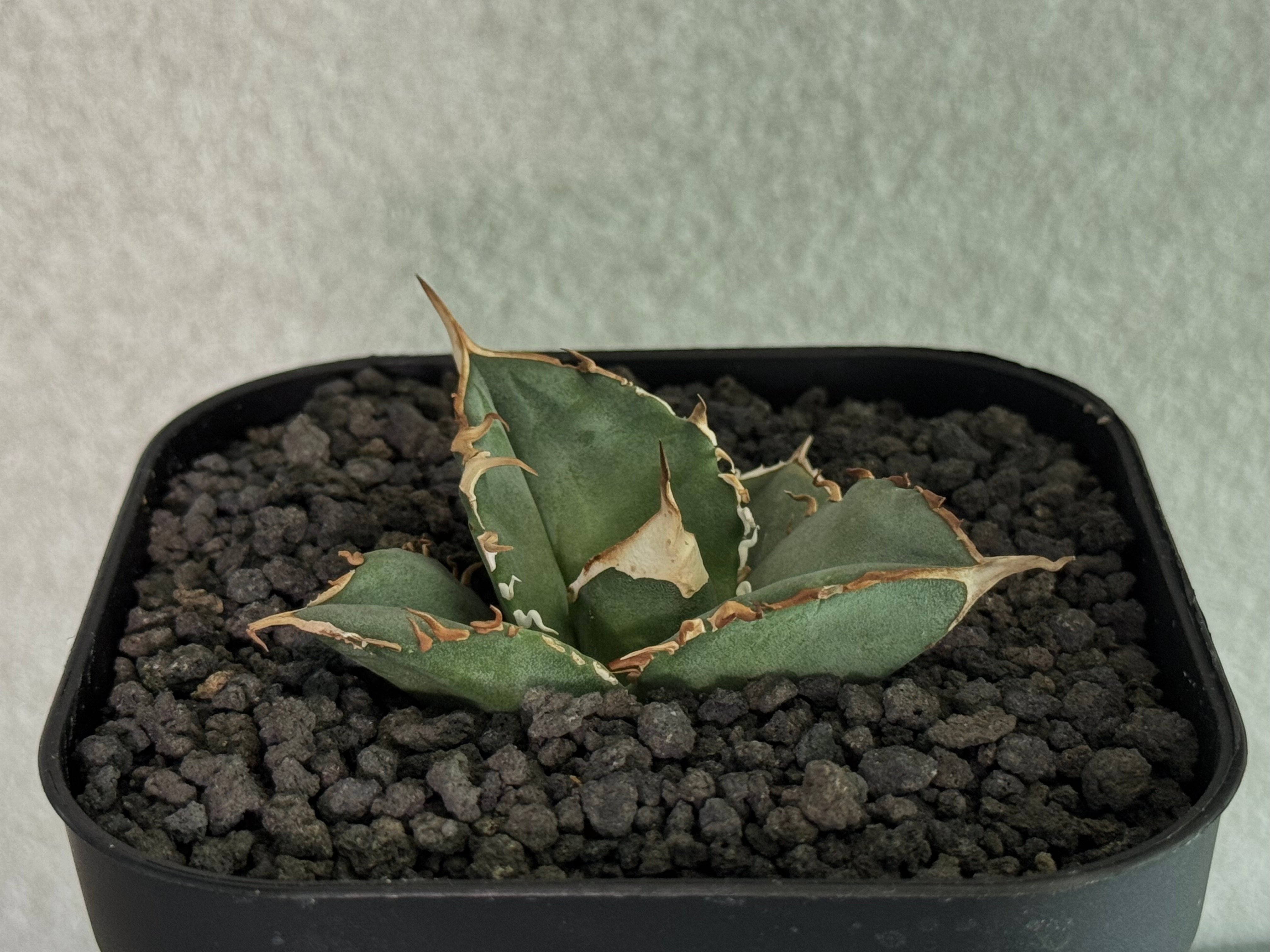 アガベ・チタノタ 中国大白鯊（芽）-003｜agave titanota | Plus_Pla