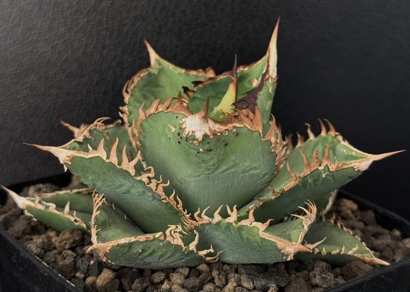 アガベ・チタノタ 蒼龍(芽)-003|agave titanota blue dragon | アガベ・チタノタ 蒼龍(芽)-003|agave titanota blue dragon |