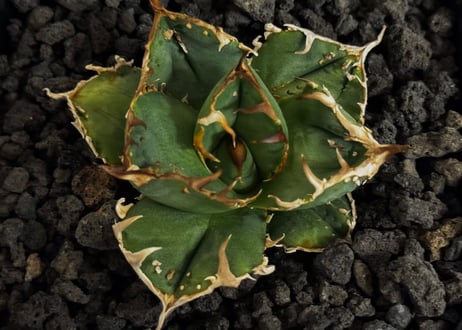 アガベ・チタノタ 疣猪/丸叶背刺（芽）-019｜agave titanota warthog