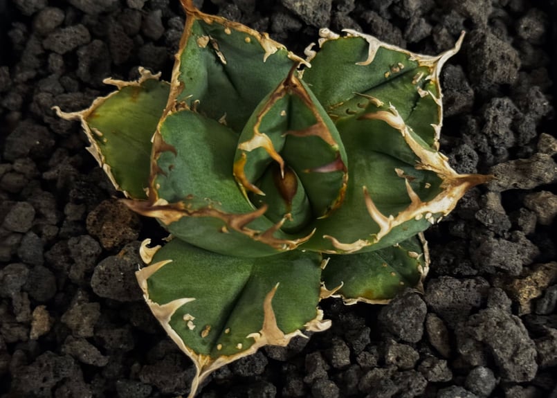 アガベ・チタノタ 疣猪/丸叶背刺（芽）-019｜agave titanota warthog