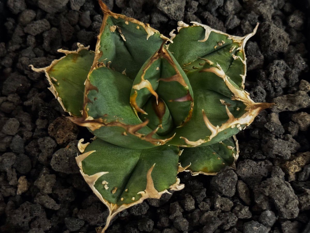 アガベ・チタノタ 疣猪/丸叶背刺（芽）-019｜agave titanota warthog