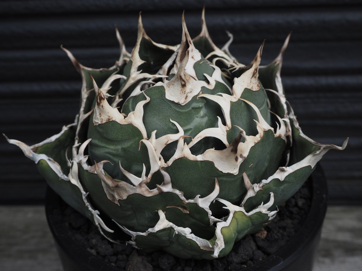 アガベ・チタノタ白鯨（ボールタイプ）中/大-049｜agave titanota