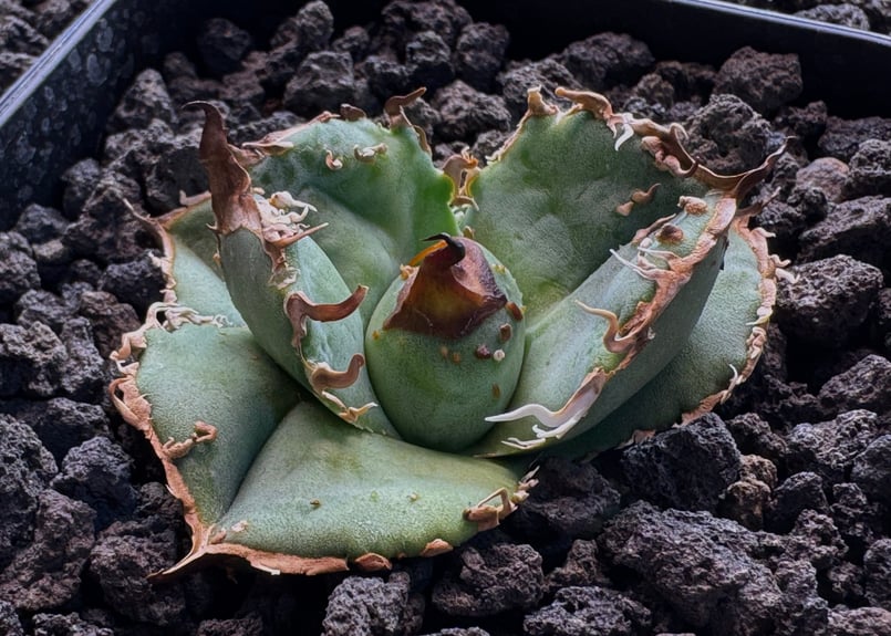 アガベ・チタノタ 疣猪/丸叶背刺(芽)-008|agave titanota アガベ・チタノタ 疣猪/丸叶背刺(芽)-008|agave titanota