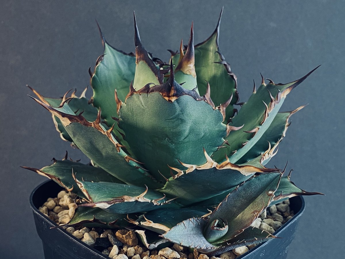 変異株】NoNameチタノタ（ハデス変異） | Plus_Plants STORE