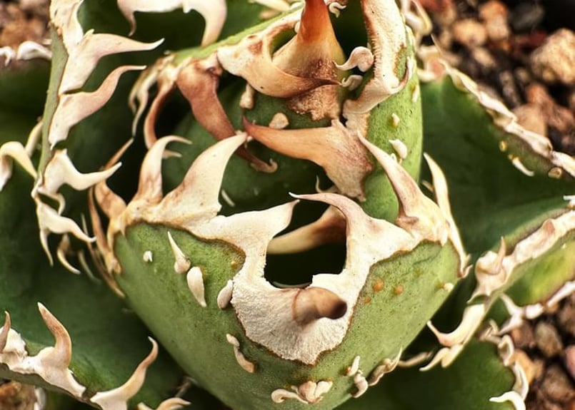 アガベ・チタノタ 天狼星(シリウス)-009｜agave titanota sirius