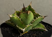 アガベ・チタノタ 蚩尤（芽）-001｜agave titanota chiyou | Plus