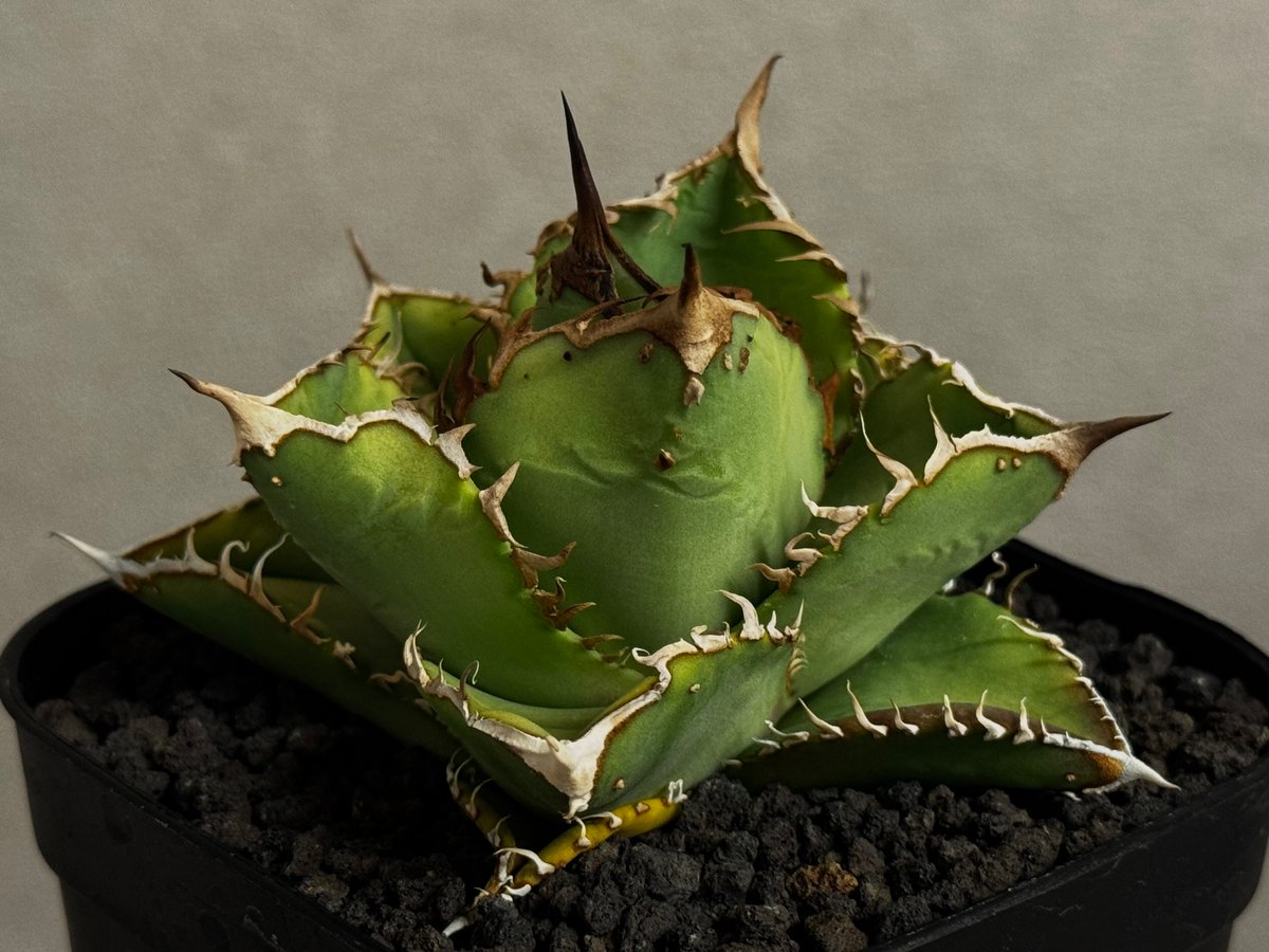 アガベ・チタノタ 隕石(ミーティアライト)-026｜agave titanota meteor