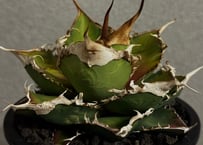 アガベ・チタノタ 白毫刺（芽）-007｜agave titanota | Plus_Plant