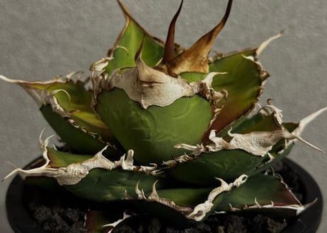CATEGORY Titanota green ghost｜緑幽霊 | Plus_Plants