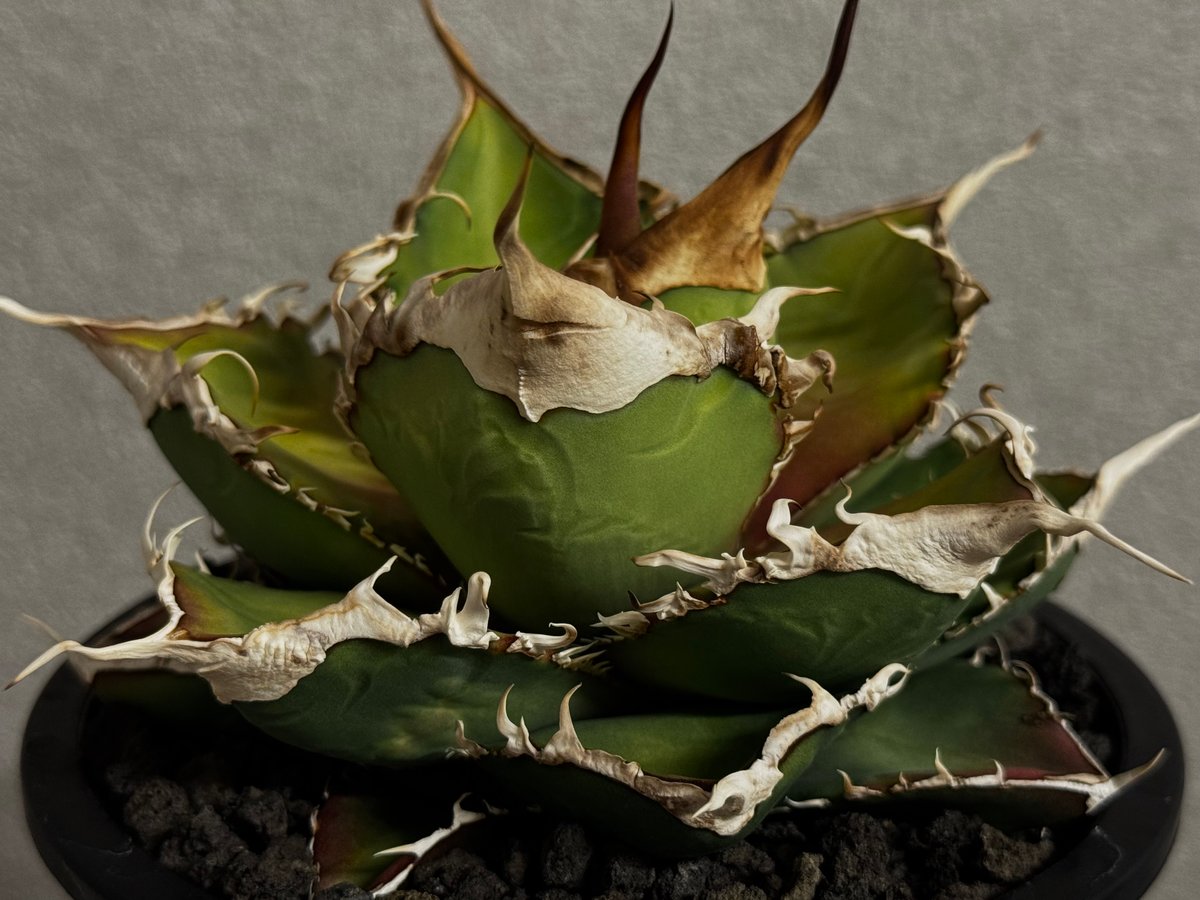 アガベ・チタノタ 緑幽霊(中)-010｜agave titanota green ghost