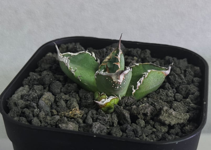 アガベ・チタノタ ハンスのぶつぶつ（芽）-003｜agave titanota Hanes n