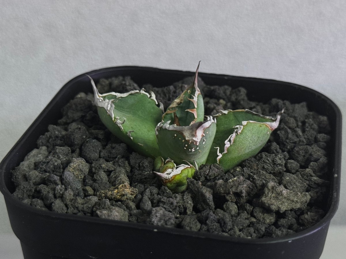 アガベ・チタノタ ハンスのぶつぶつ（芽）-003｜agave titanota Hanes n