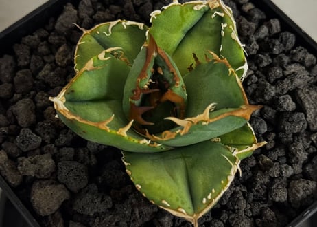 アガベ・チタノタ 疣猪/丸叶背刺（芽）-014｜agave titanota warthog