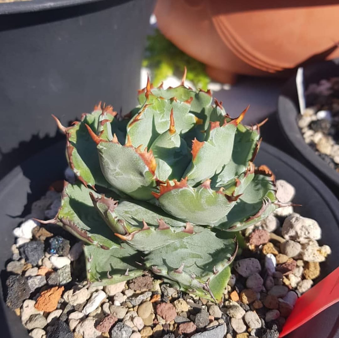 アガベ・姫蠍蟹 (小株)-002|Agave gypsophila x isthmensis アガベ・姫蠍蟹 (小株)-002|Agave gypsophila x isthmensis