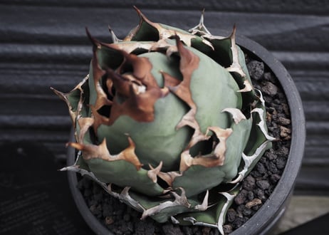 AGAVE titanota 姫厳竜 アガベ チタノタ 姫厳竜 / Agave titanota 'Dwarf' – LAND KNOT