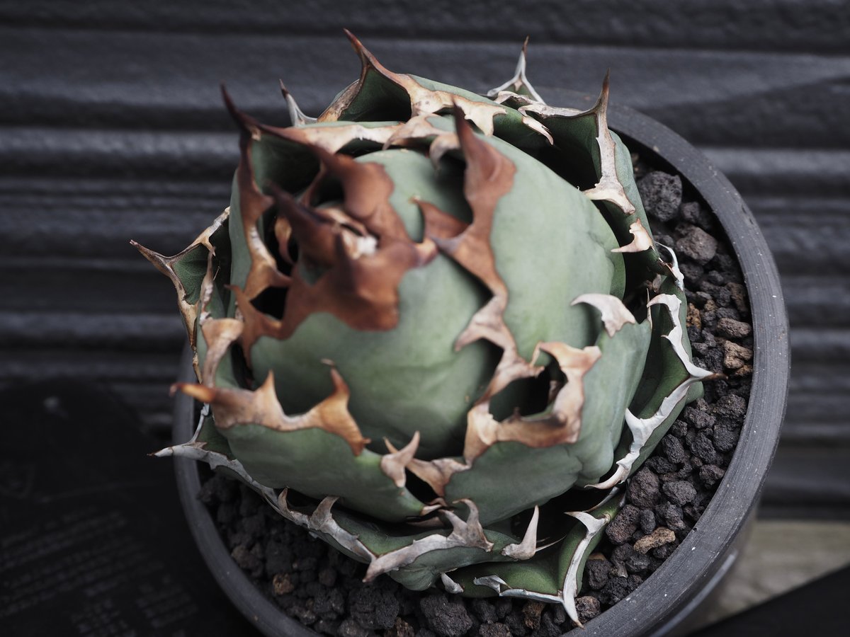 アガベ　チタノタ　オテロイ　姫厳竜　ボールタイプ　ワイルド　1 アガベ・チタノタ 姫厳竜（ボールタイプ）中-086｜agave