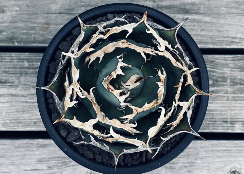 【超美株】アガベ　チタノタ　ボールタイプ agave titanota Agave titanota アガベ チタノタ 広葉ボールタイプ