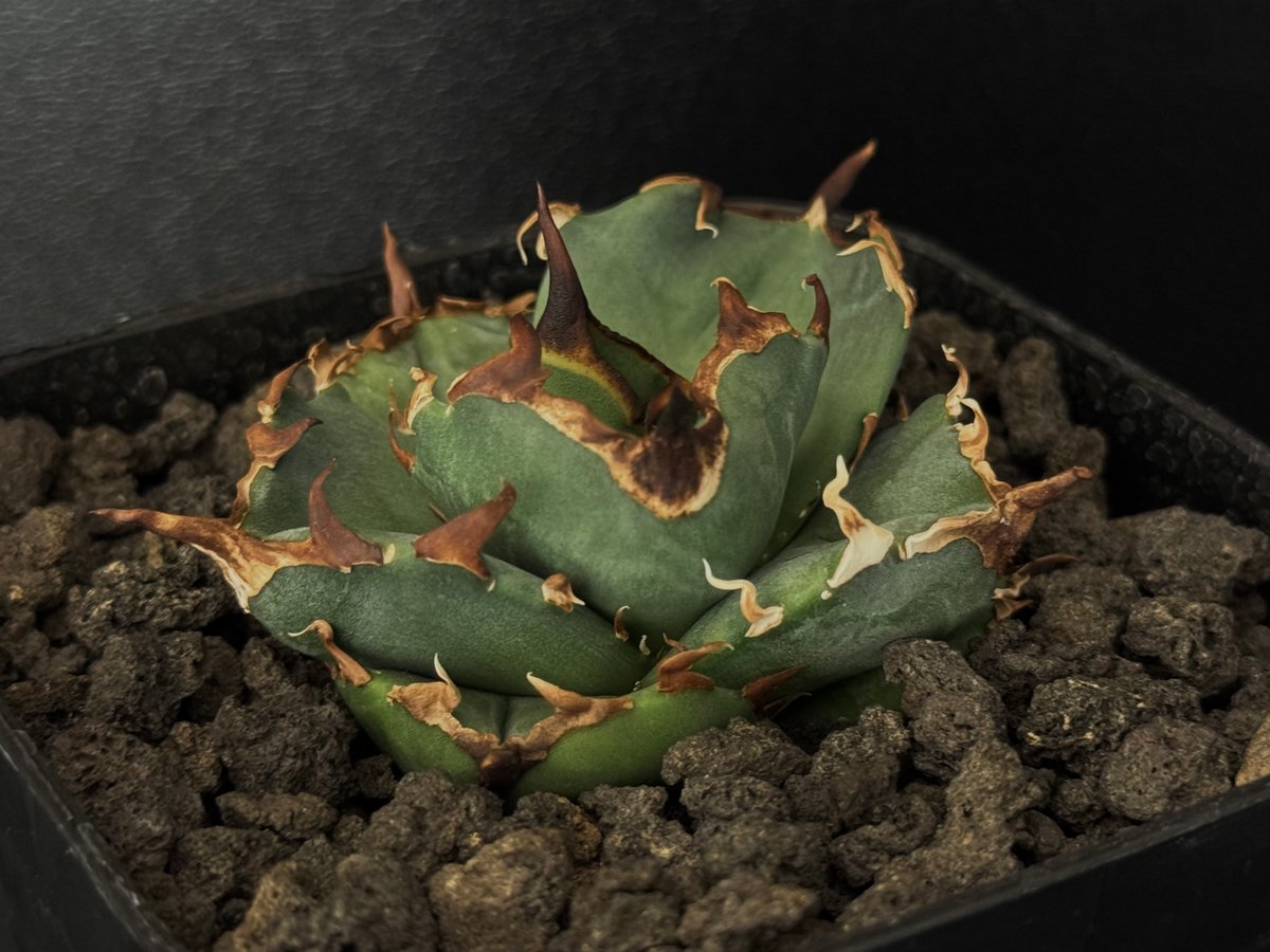 アガベ・チタノタ 虎鯨/シャチ（芽）-001｜agave titanota orca