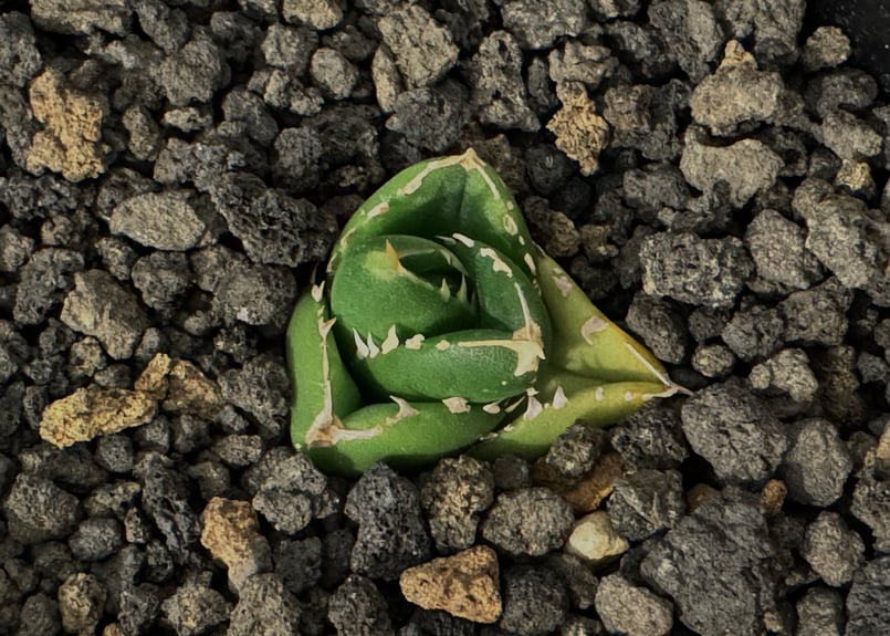 アガベ・チタノタ 達磨(芽)-002｜agave titanota DARUMA | Plus