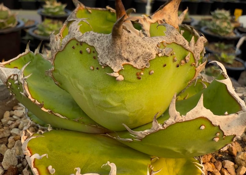 アガベ・チタノタ 星空（芽）-003｜agave titanota starry sky |