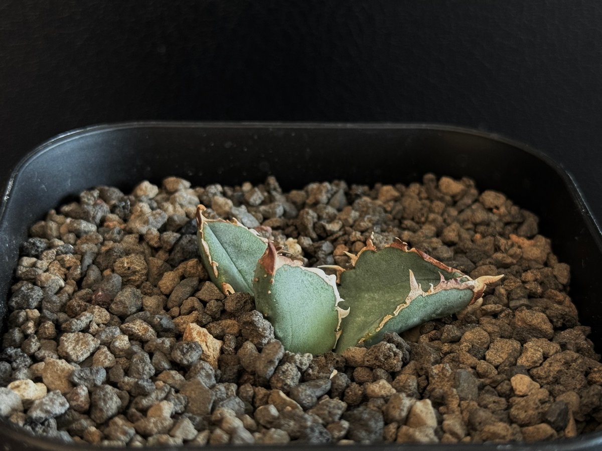 アガベ・チタノタ 鰐亀(芽)-006|agave titanota alligator sna アガベ・チタノタ 鰐亀(芽)-006|agave titanota alligator sna