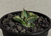 アガベ・チタノタ白鯨（縞斑）中-001｜agave titanota white whale