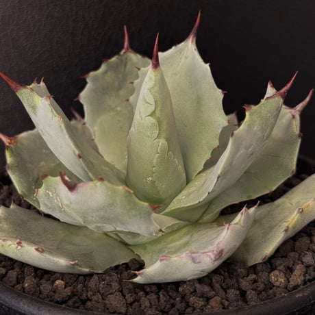 アガベ　シーマニアナxイシスメンシスなど詰め合わせ アガベイシスメンシス | STORES