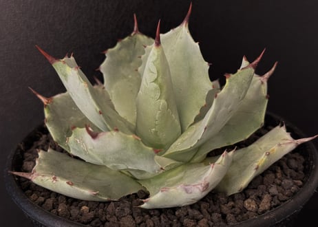 CATEGORY agave isthmensis｜白銀甲蟹 | Plus_Plants STORE