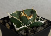アガベ・チタノタ 中国大白鯊（芽）-007｜agave titanota
