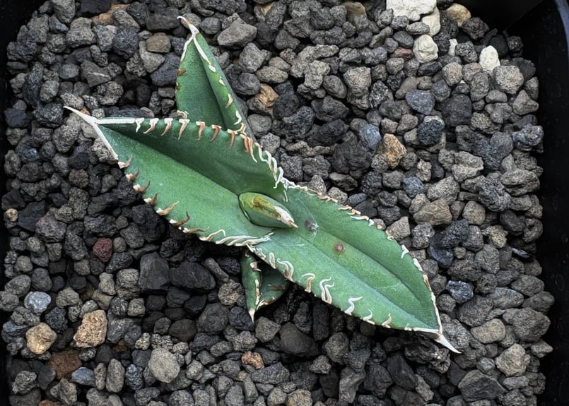 アガベ・チタノタ CJ-Special(芽)-004|agave titanota CJ-Sp アガベ・チタノタ CJ-Special(芽)-004|agave titanota CJ-Sp