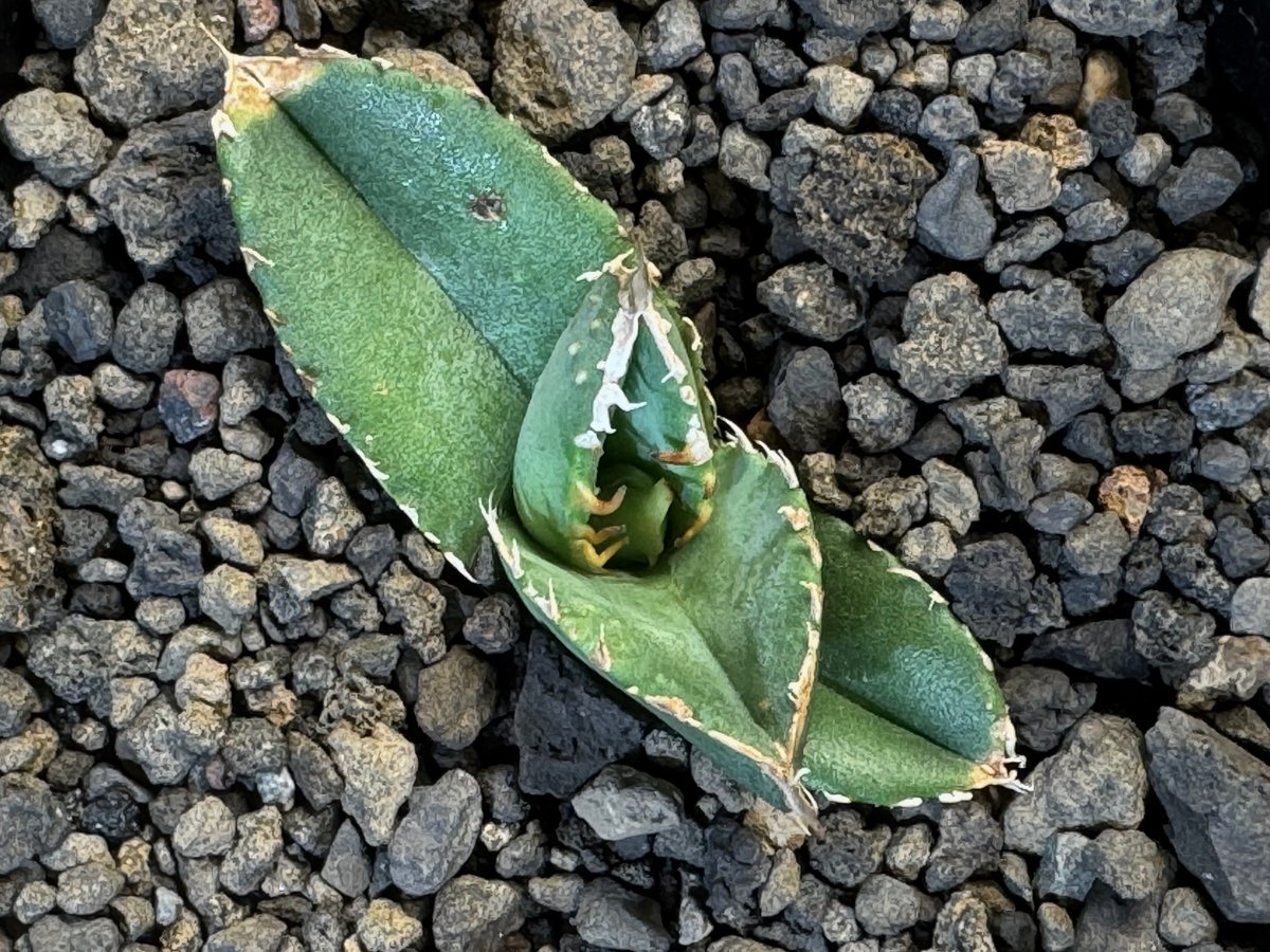 755【上澳園芸】 アガベ チタノタ 疣猪ブツブツ 丸葉背刺 アガベ