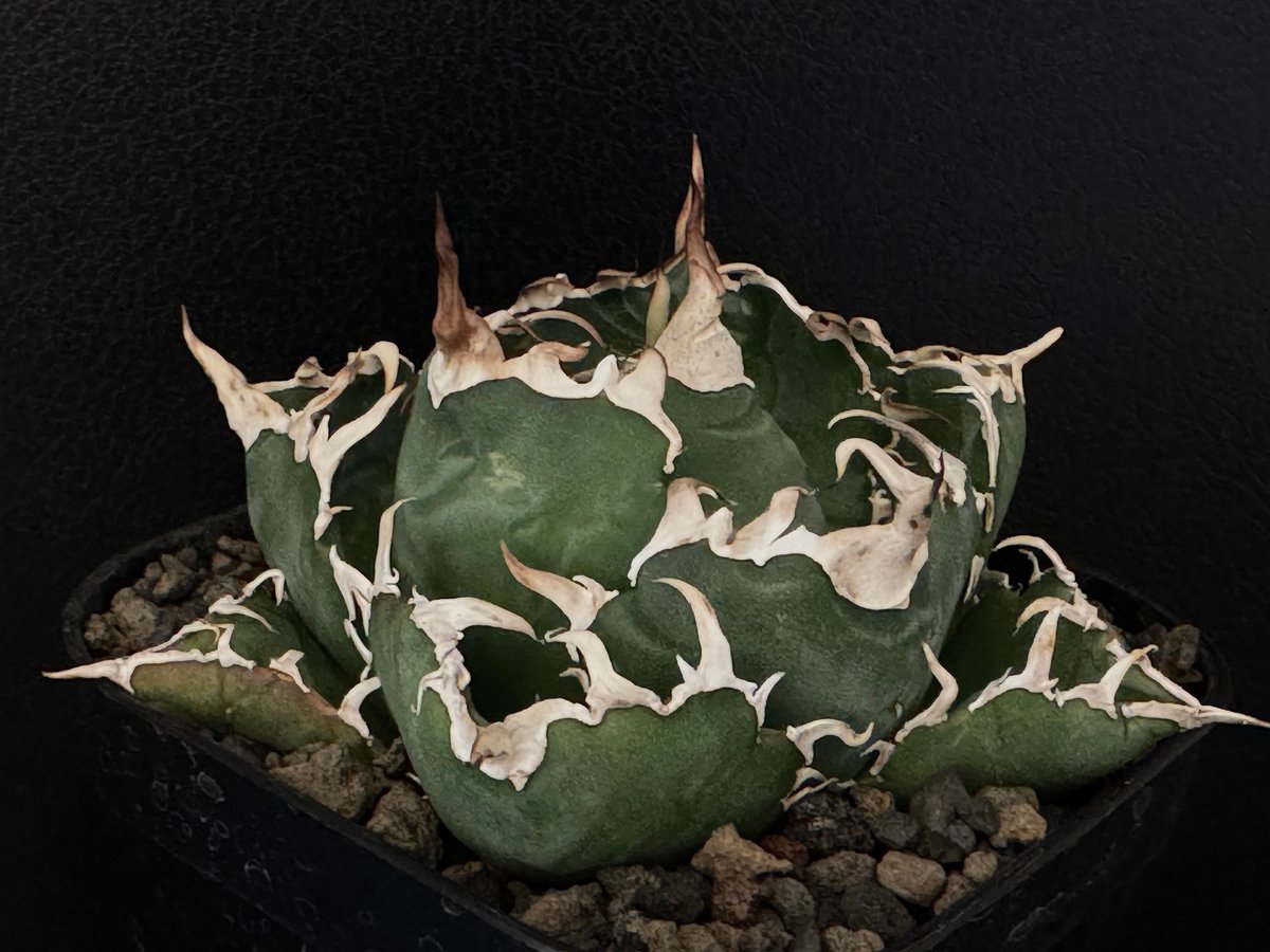 アガベ・チタノタ白鯨(小)-060|agave titanota white whale | アガベ・チタノタ白鯨(小)-060|agave titanota white whale |