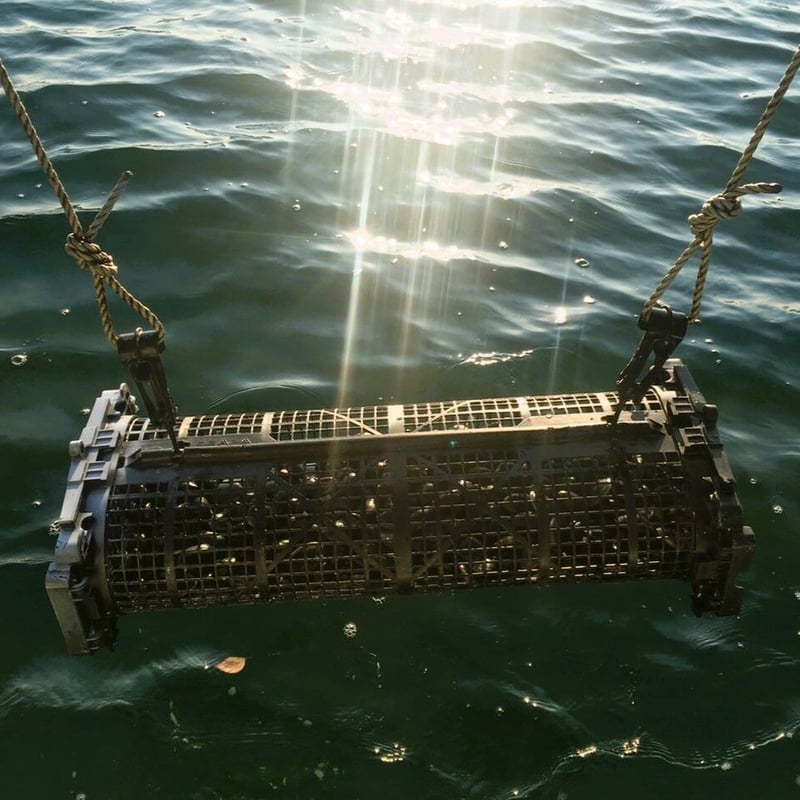 あさり巻きかご