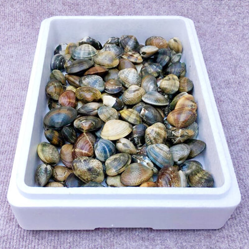 渥美垂下あさり かごいり娘 3kg | 渥美漁業協同組合オンラインストア