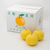土佐文旦（ご贈答用）10kg