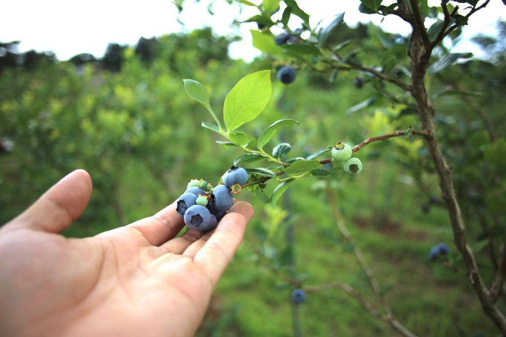 無農薬栽培☆摘みたて生ブルーベリー5キロ！ 摘みたて 農薬不使用 千葉県産 生ブルーベリー 加工用 B品100g×6