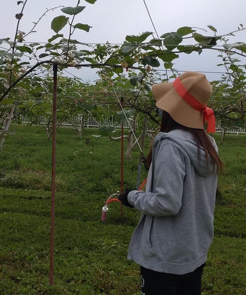 キウイフルーツ用 花粉交配機 無電源・メンテナンスフリー | 加藤果樹園