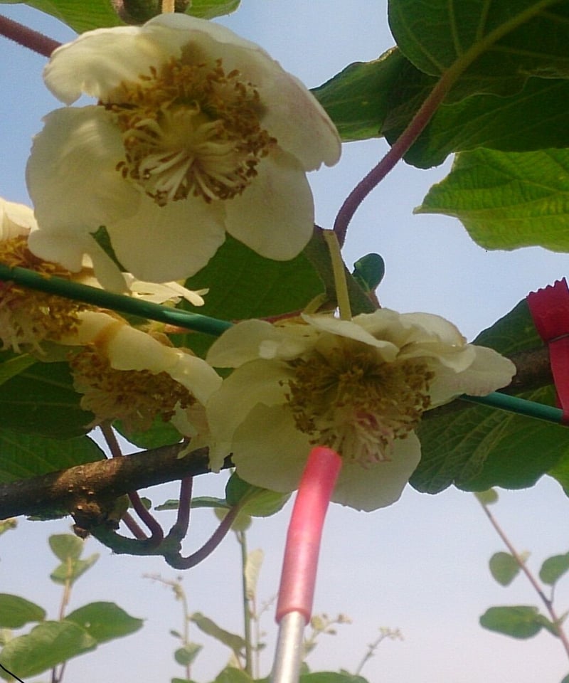 キウイフルーツ用 花粉交配機 無電源・メンテナンスフリー | 加藤果樹園