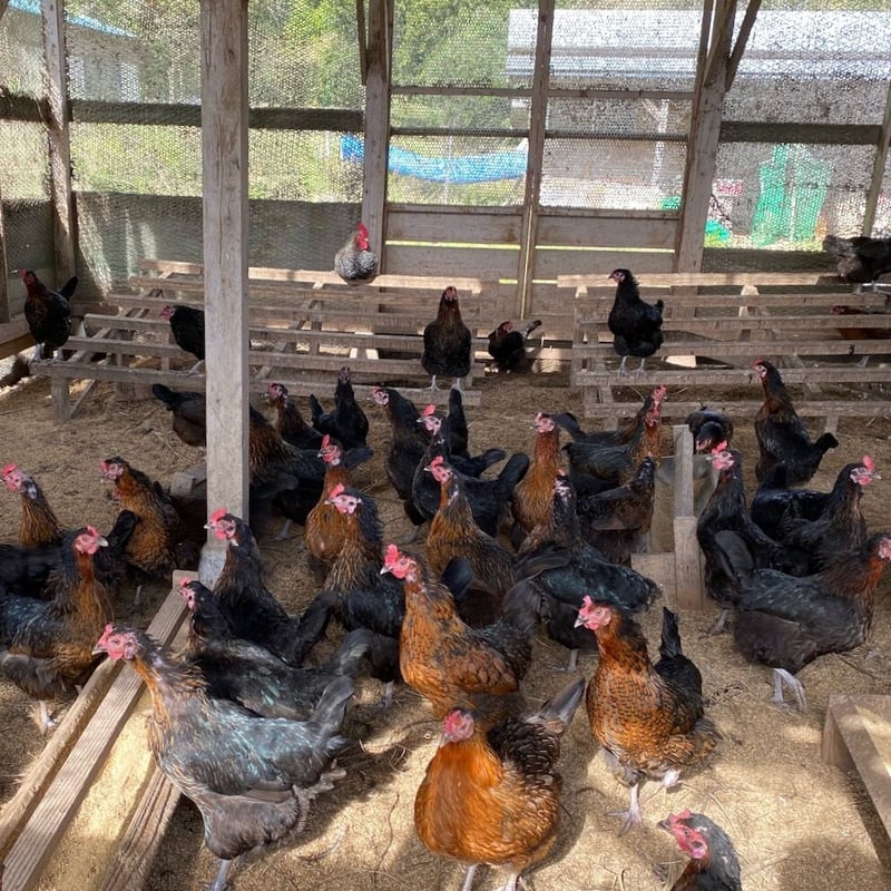 平飼い有精卵 10パックセット（たまご100個） 割引価格！ | 関塚